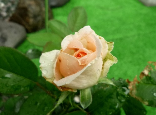 P1140223-1.JPG