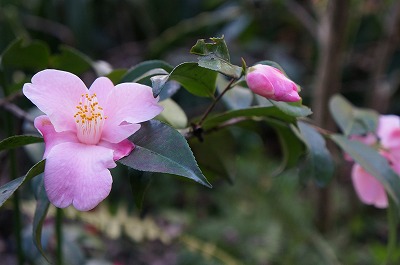 DSC03132.jpg