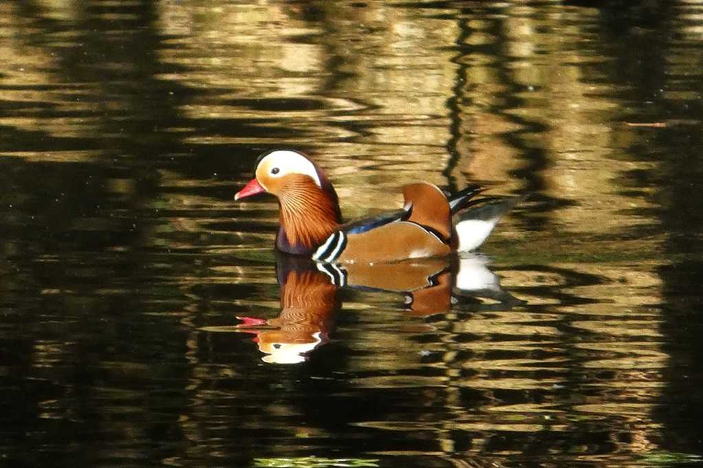 515