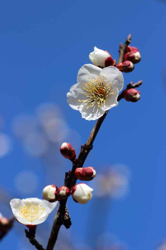 梅の花♪