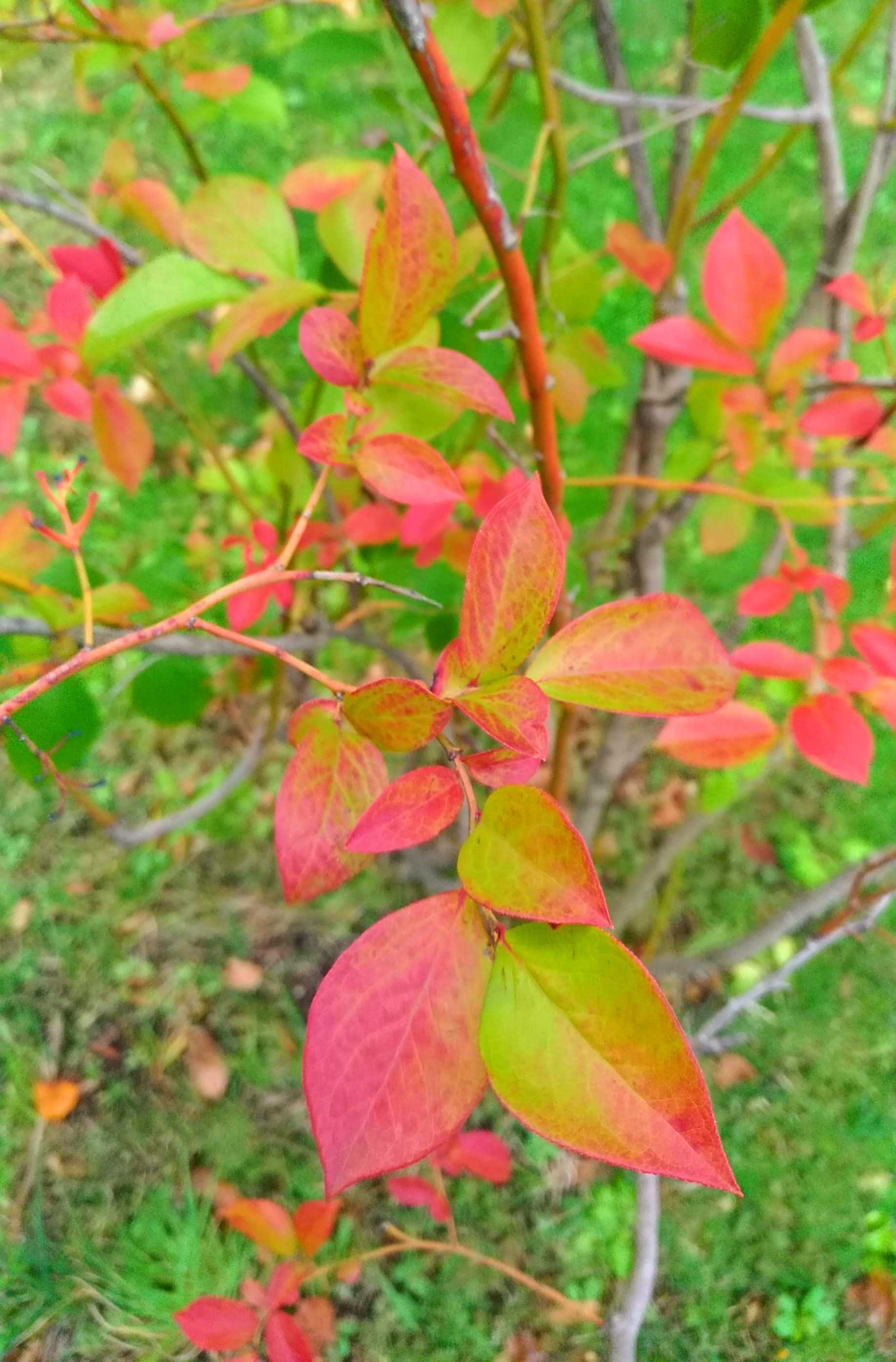 庭の紅葉 憧れの雑木のお庭をめざして Woods Garden 楽天ブログ