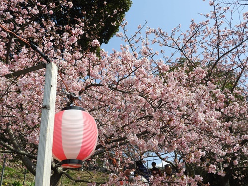 まつだ桜まつり