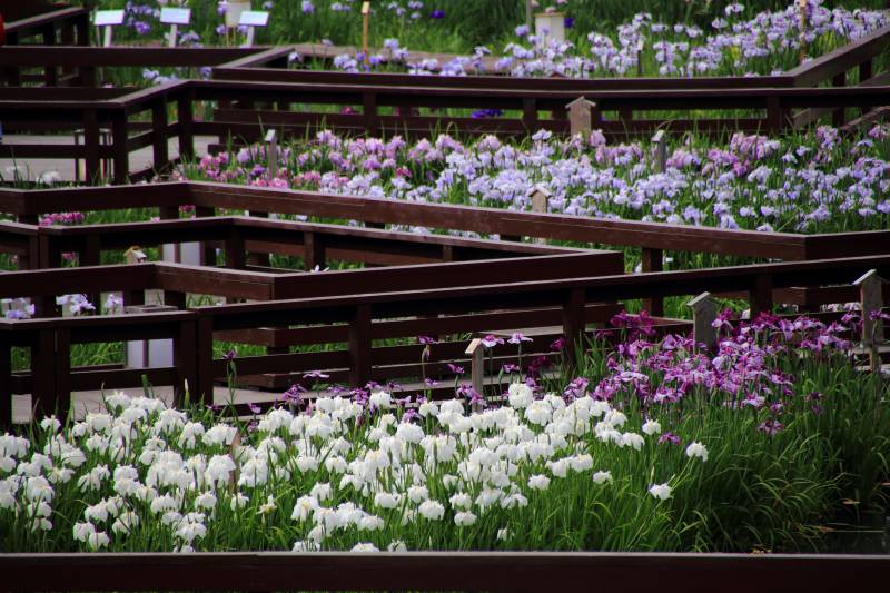 菖蒲園_003.jpg