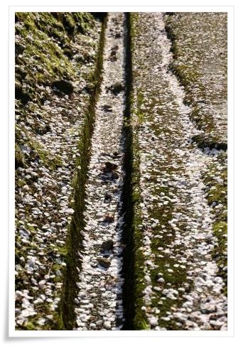 樹木公園-22 15.4.22