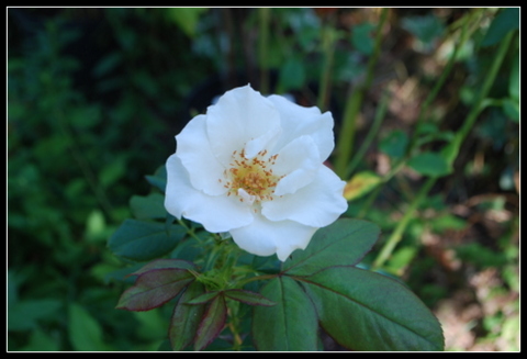 DSC_0001.JPG