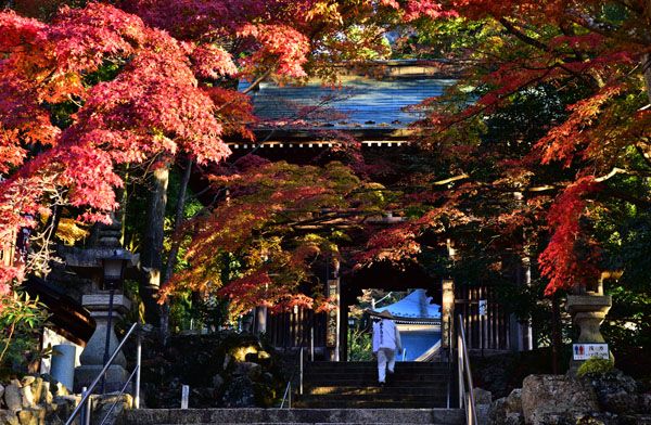 大窪寺の紅葉 弥五郎のブログへようこそ 楽天ブログ