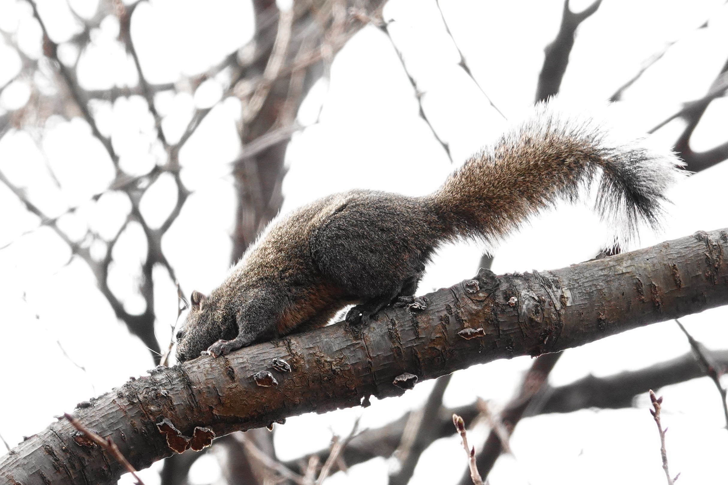 横浜舞岡公園のリス アウトドア親爺の徒然日記 楽天ブログ