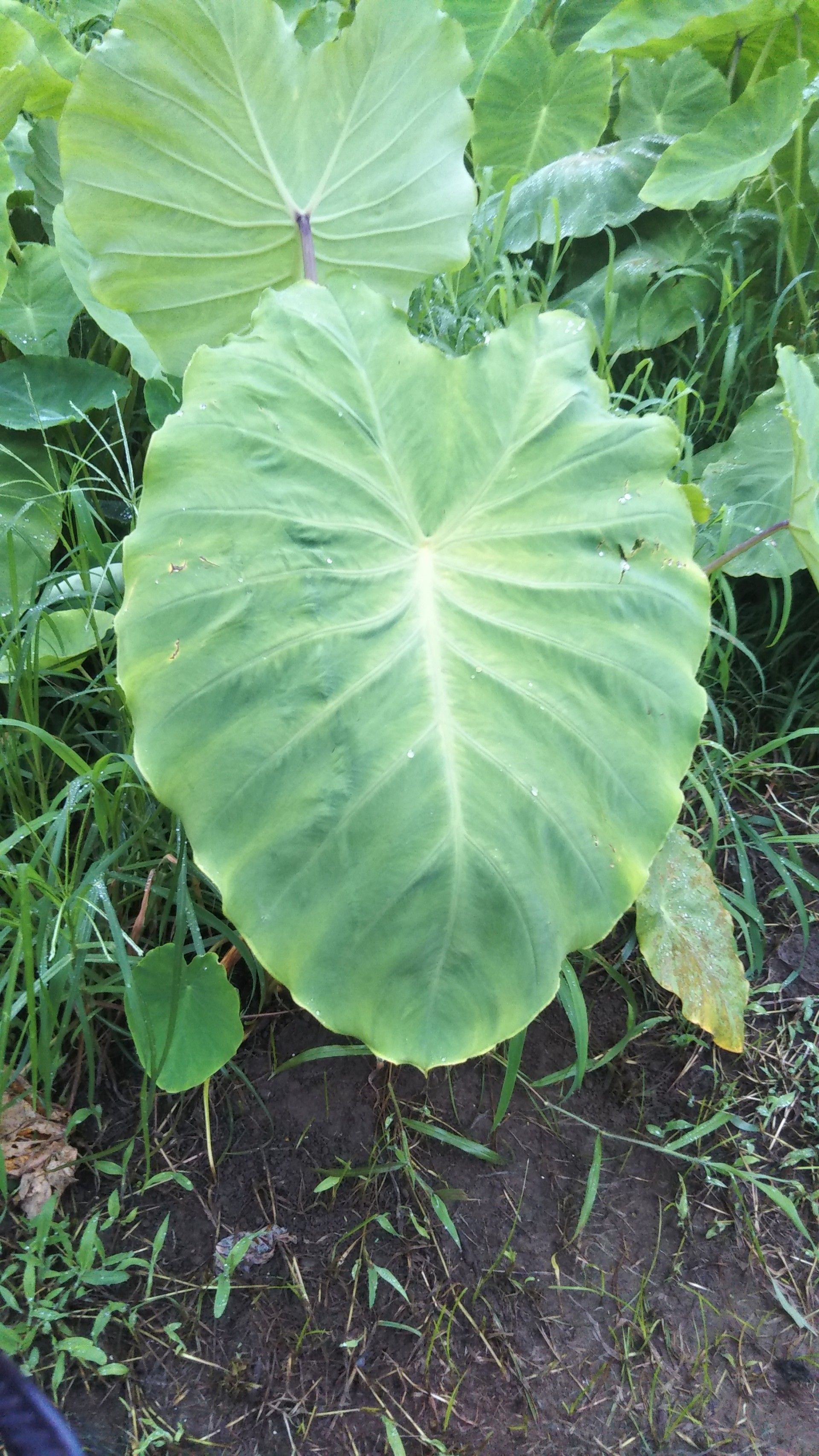 アイム ビヨンヌ 食卓に上がる前 アイム ビヨンヌ 楽天ブログ