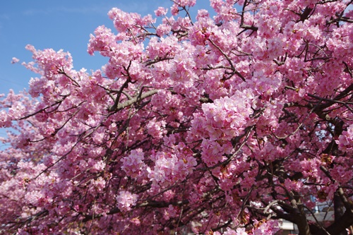 三浦海岸の河津桜