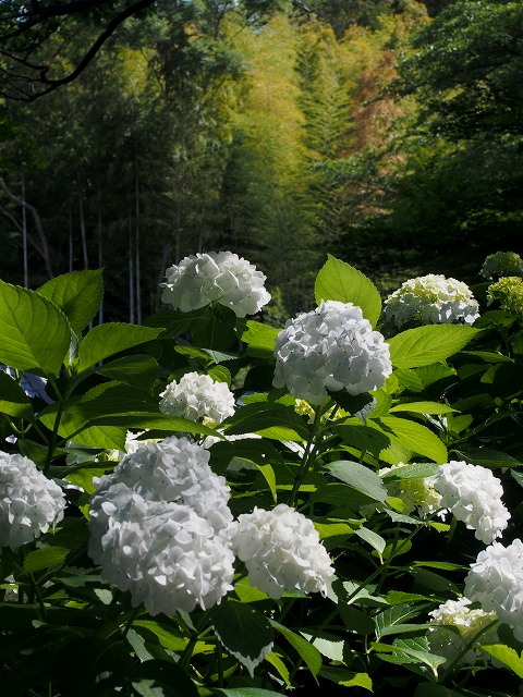 P6110305.jpg