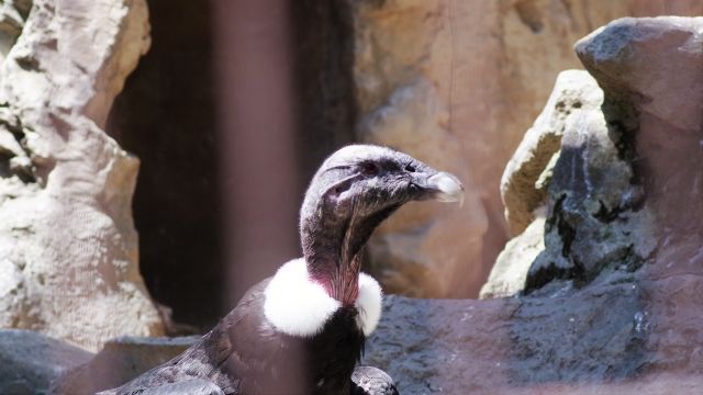 ハゲタカとハゲワシの違い 私設見逃してもいい動物園 楽天ブログ