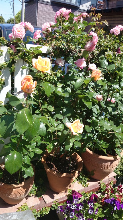 DSC_5167.JPG