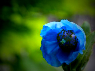 Meconopsis