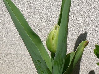 P1270548ss.jpg