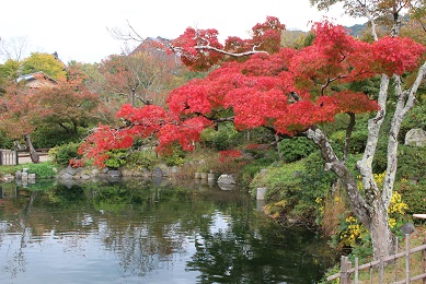 京都　円山公園