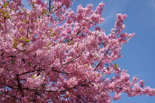 三浦海岸の河津桜