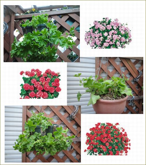 アイビーゼラニウムのウオールバスケットとハンギング