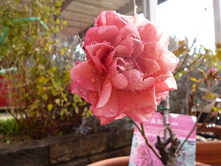 P1300205ss.jpg