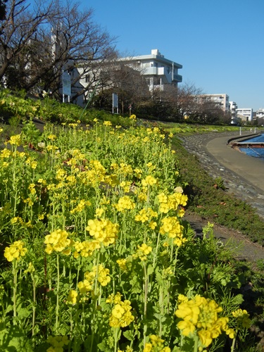 しながわ花海道