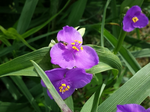 20150523_083242 (500x375).jpg