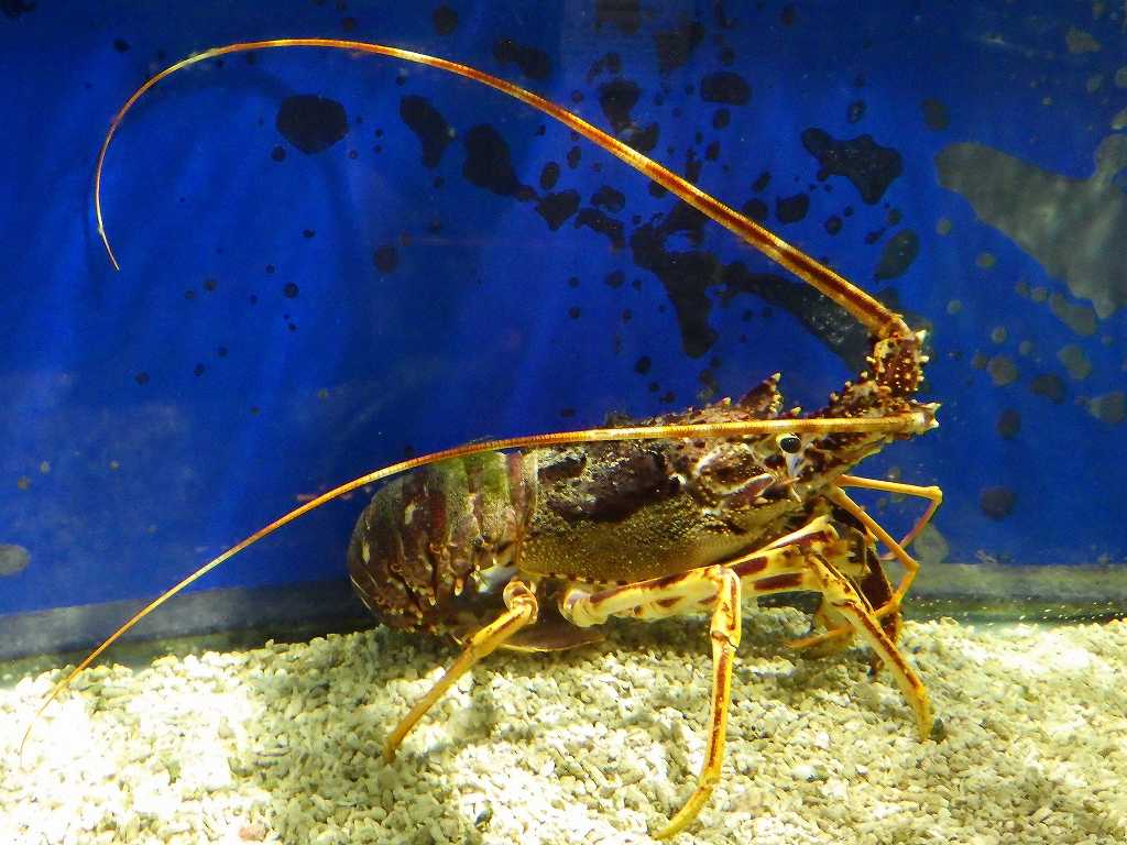 エビとカニの水族館2018年12月下旬：エリマキエビやワグエビなど | 海水魚が好き！ - 楽天ブログ