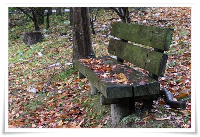 北部公園-24 蓮池-10 15.11.14