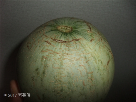 大和プリンスS 201600806-2