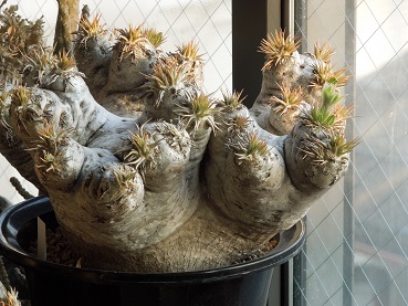 エブレネウム2-27