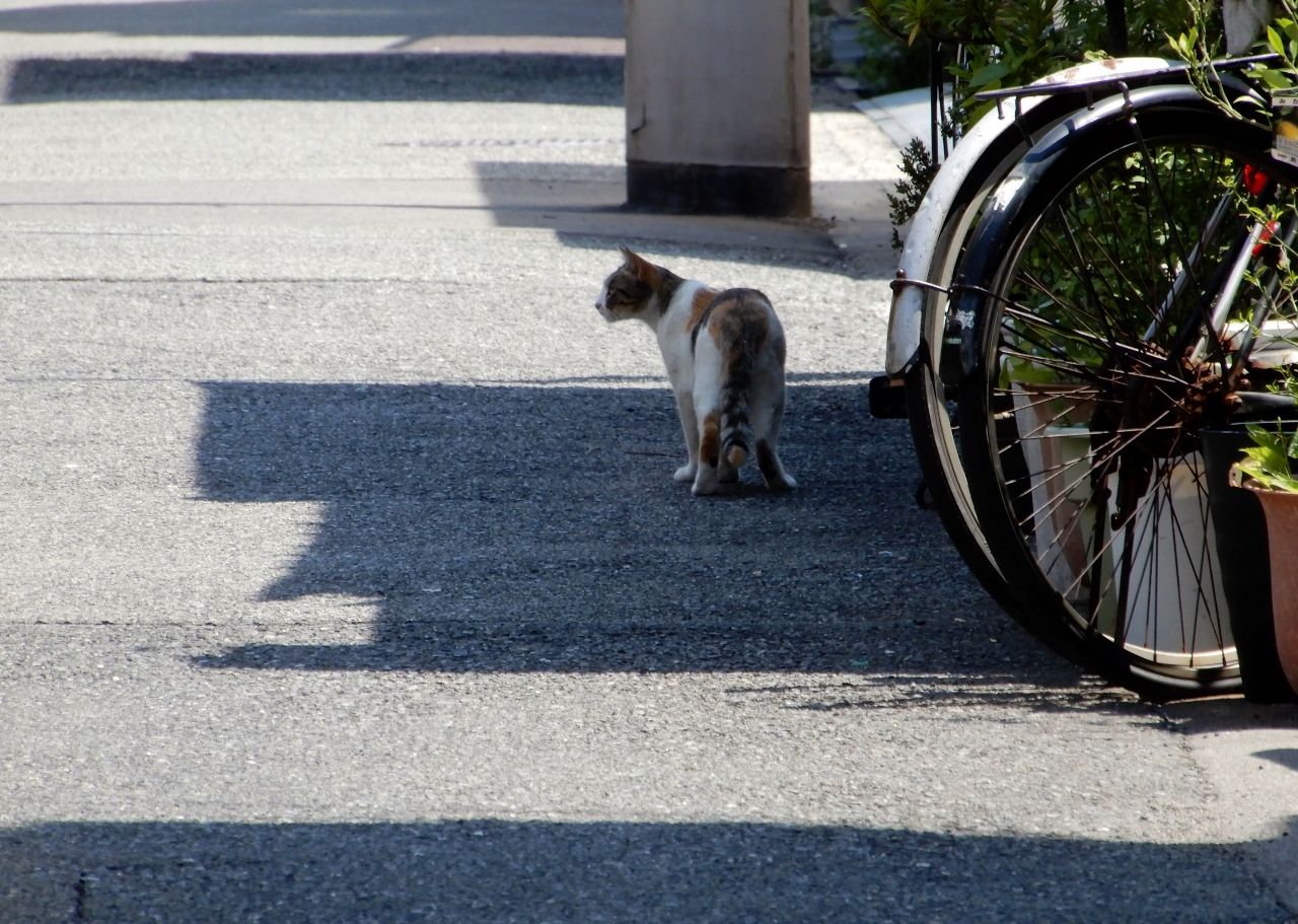しばし 浮き世の柵を忘れる の巻 人さまのネコ 楽天ブログ