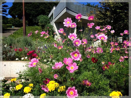 本牧山頂公園のコスモス