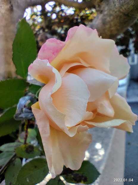 22年01月06日の記事 笑えるサバイバルガーデンにようこそ 楽天ブログ