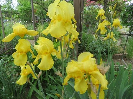 ジャーマンアイリス黄色 紫 アヤメ 消えたハガキ 静かな時が流れる 風の庭 楽天ブログ