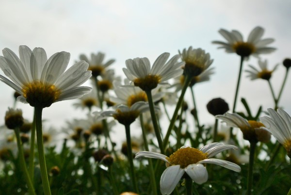 伊豆四季の花公園　伊豆高原　パルテール撮影