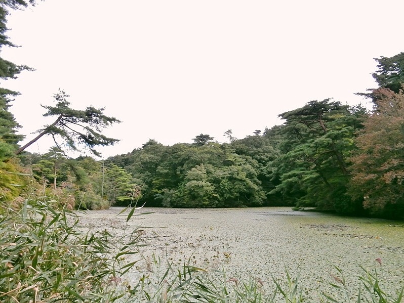 長谷池1.JPG