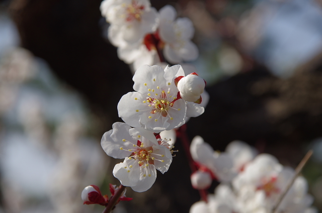 2013桜02
