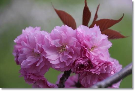 パーク獅子吼-2 やっぱり寒山？-1 15.4.22