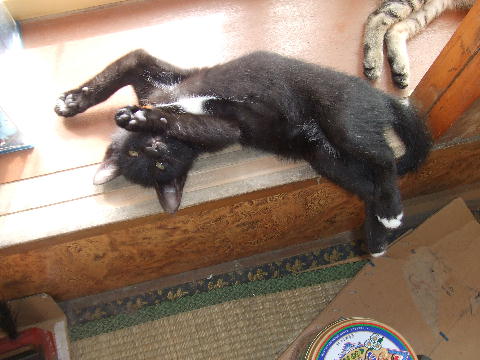 猫２.JPG