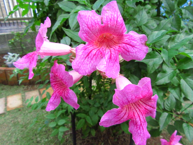 IMG_7370.JPG