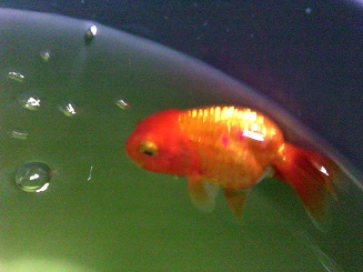 新着記事一覧 全国の金魚バカあつまれ 楽天ブログ 新着記事一覧 全国の金魚バカあつまれ 楽天ブログ