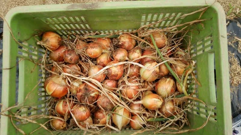 DSC_0141 (800x450).jpg