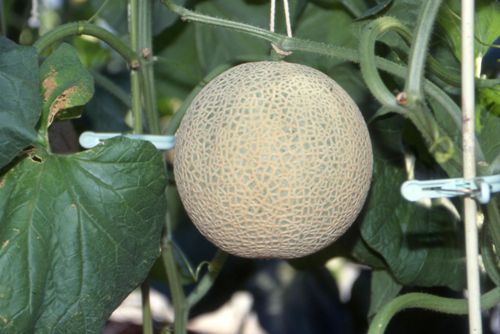 南伊豆メロン.jpg