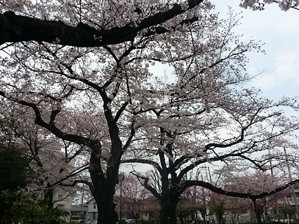 20160401桜2.jpg