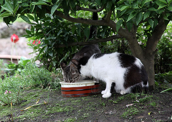 我が家のニャンコ♪2014/06/27-2