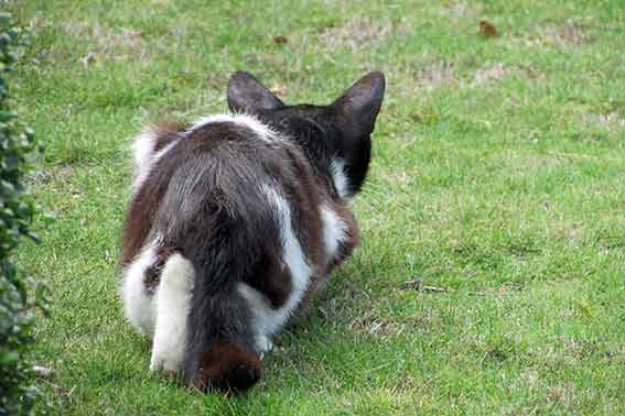 我が家のニャンコ♪2015/5/30-2