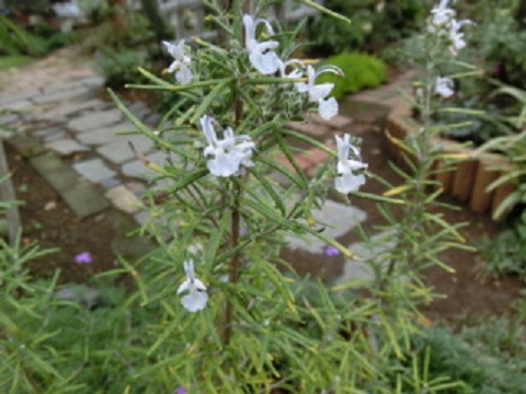 ローズマリーの花