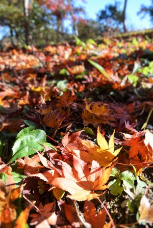修善寺自然公園