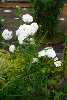 P1040396ss.jpg