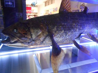 沼津港深海水族館