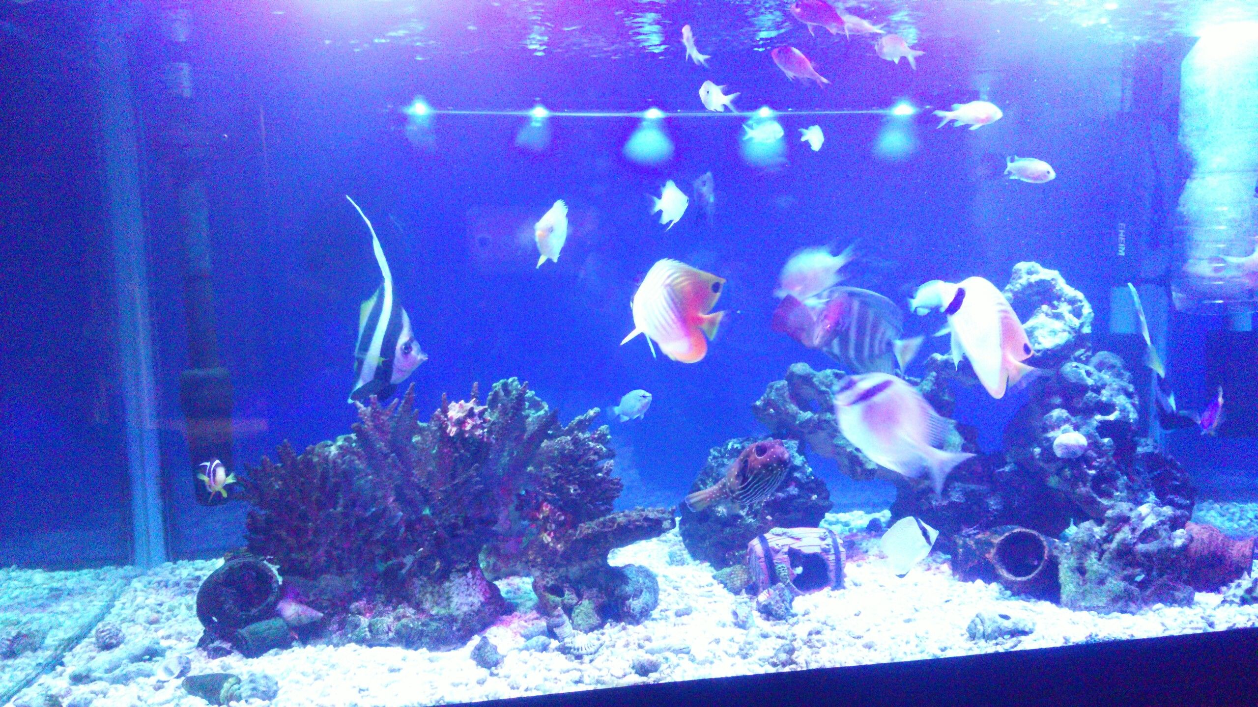 水質絶好調 南国沖縄でアクアリウム生活 楽天ブログ