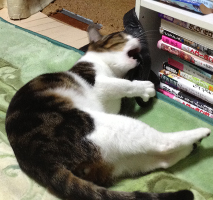 モカ
